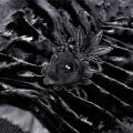 70.png